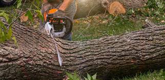 Best Tree Removal  in Rinna, VA
