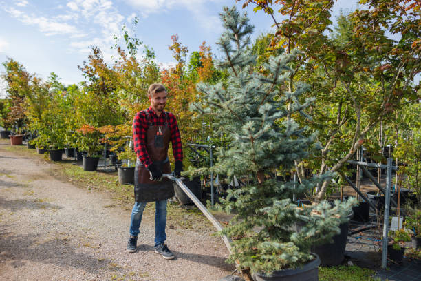 Best Storm Damage Tree Cleanup  in Rinna, VA